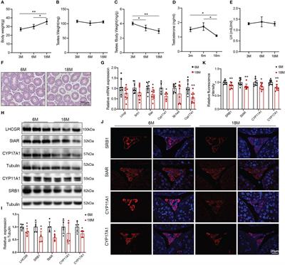 Involvement of p38 MAPK in Leydig cell aging and age-related decline in testosterone